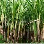 Sugar Cane field- symbolizing prosperity