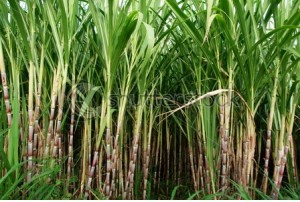 Sugar Cane field- symbolizing prosperity